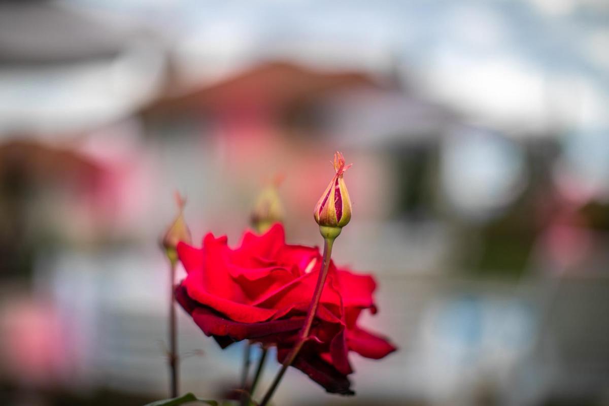 Vila Gardenia Gumoshtnik Exteriér fotografie